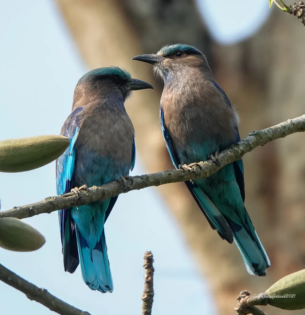 棕胸佛法僧（Coracias affinis）