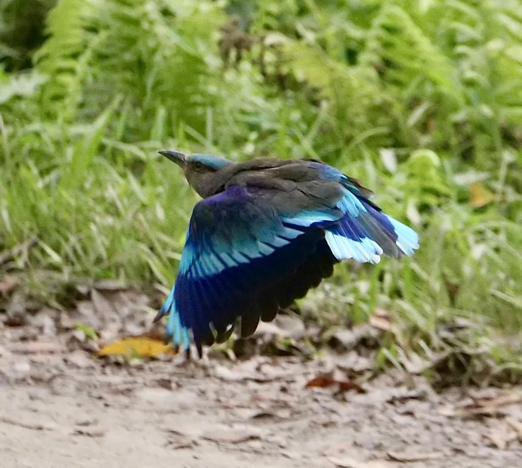 棕胸佛法僧（Coracias affinis）