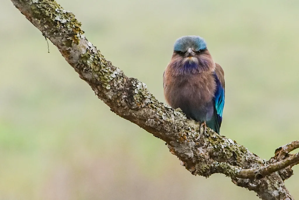 棕胸佛法僧（Coracias affinis）
