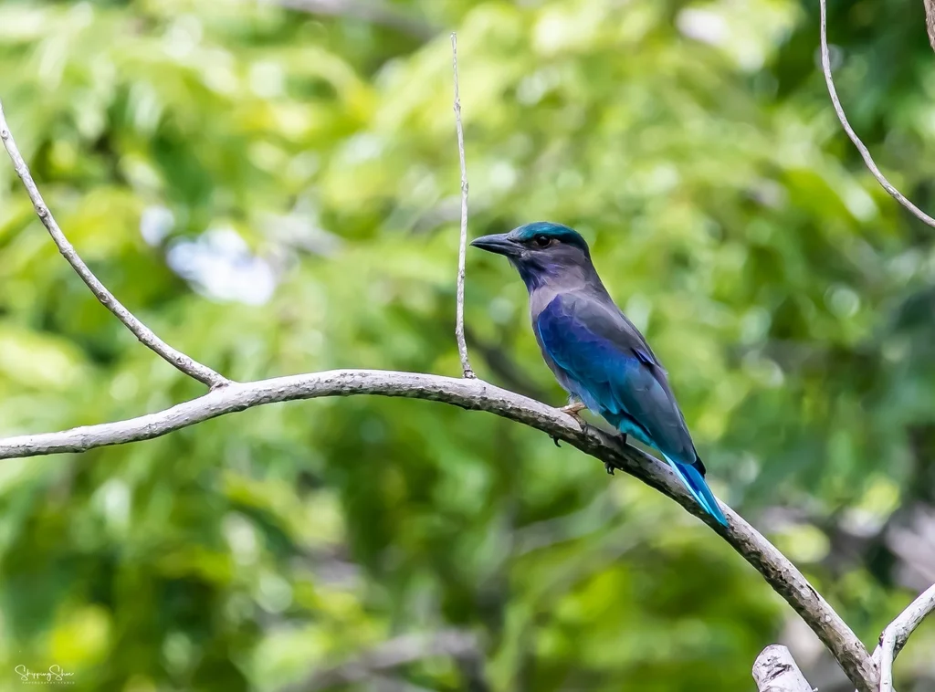 棕胸佛法僧（Coracias affinis）