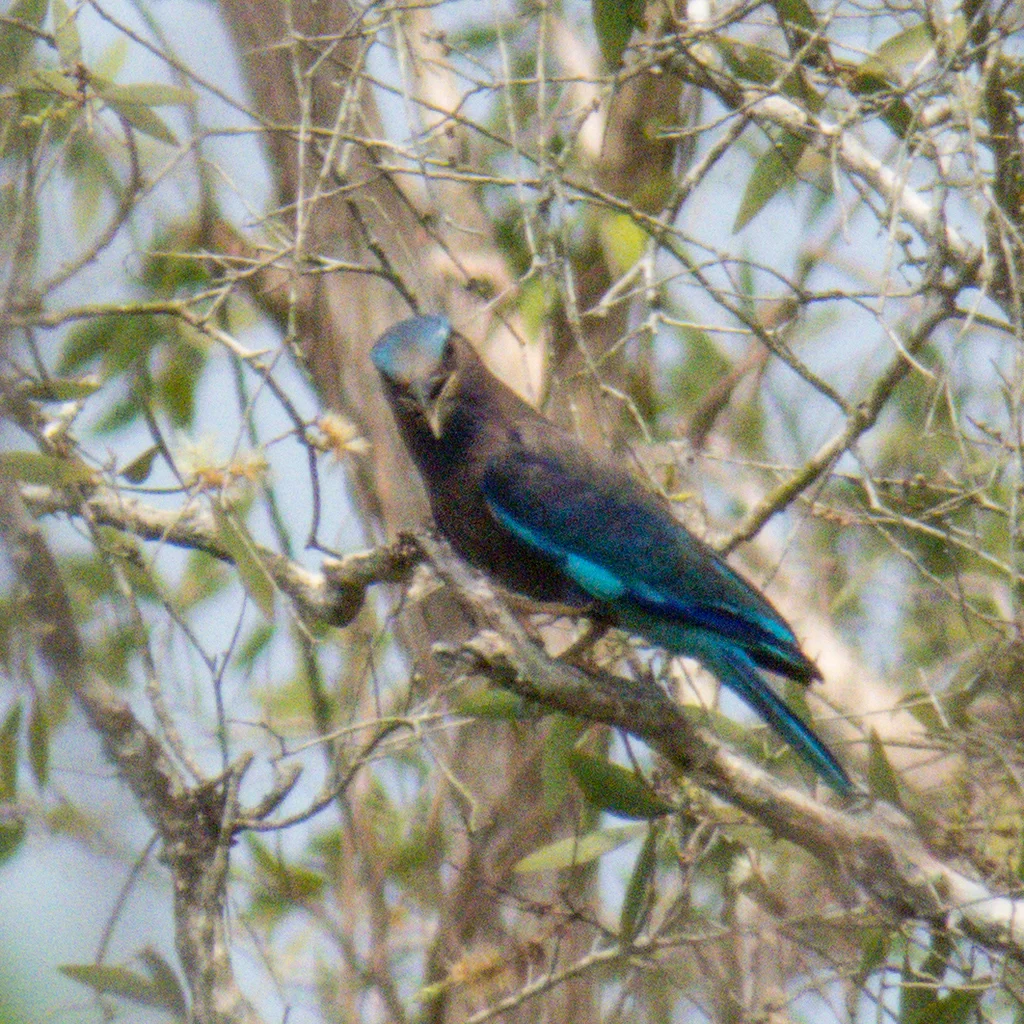 棕胸佛法僧（Coracias affinis）