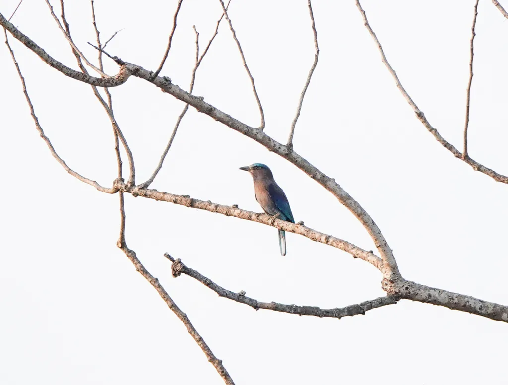 棕胸佛法僧(Coracias affinis)