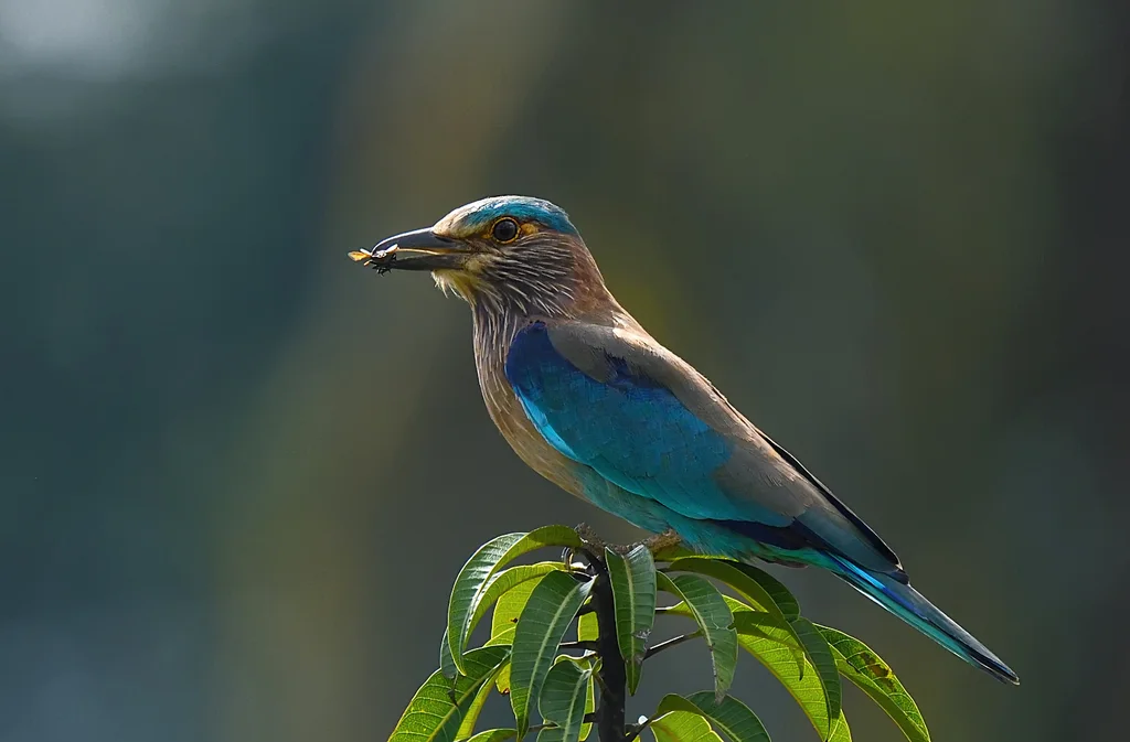 西棕胸佛法僧（Coracias benghalensis）