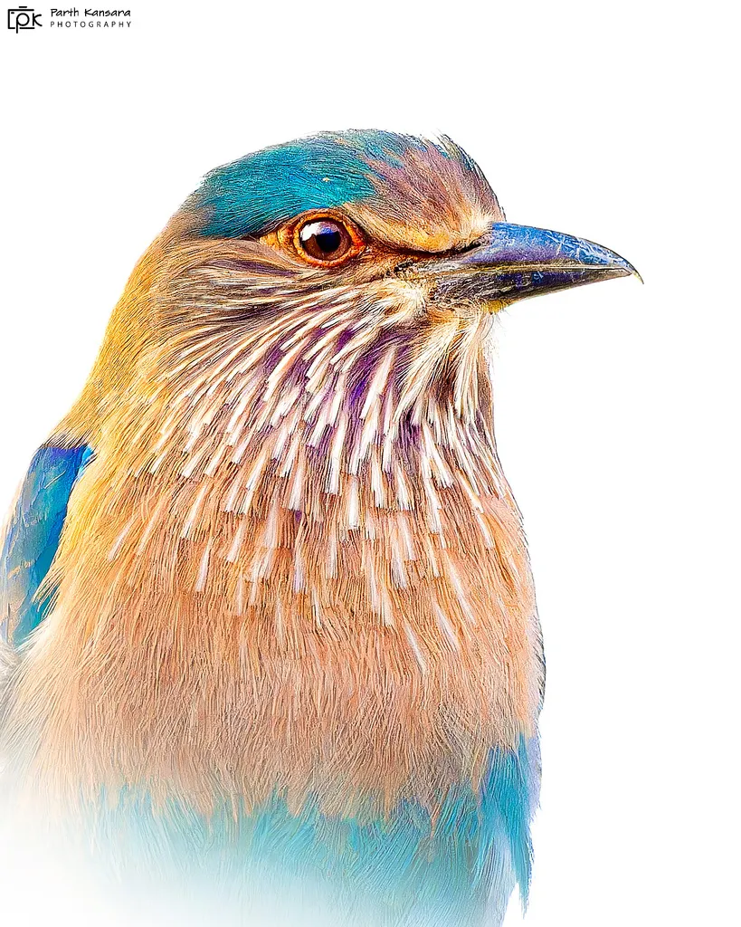 西棕胸佛法僧（Coracias benghalensis）