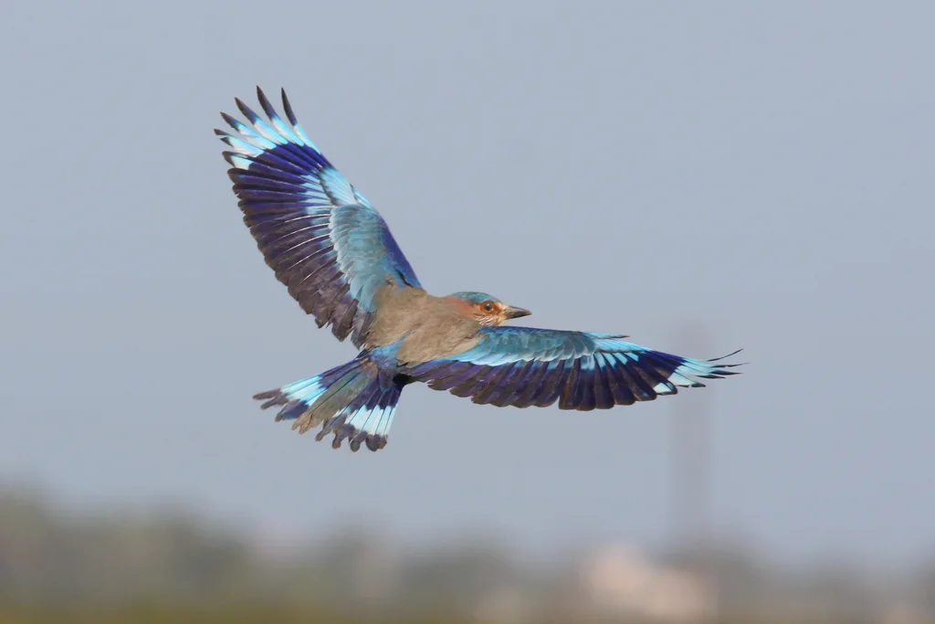 西棕胸佛法僧（Coracias benghalensis）
