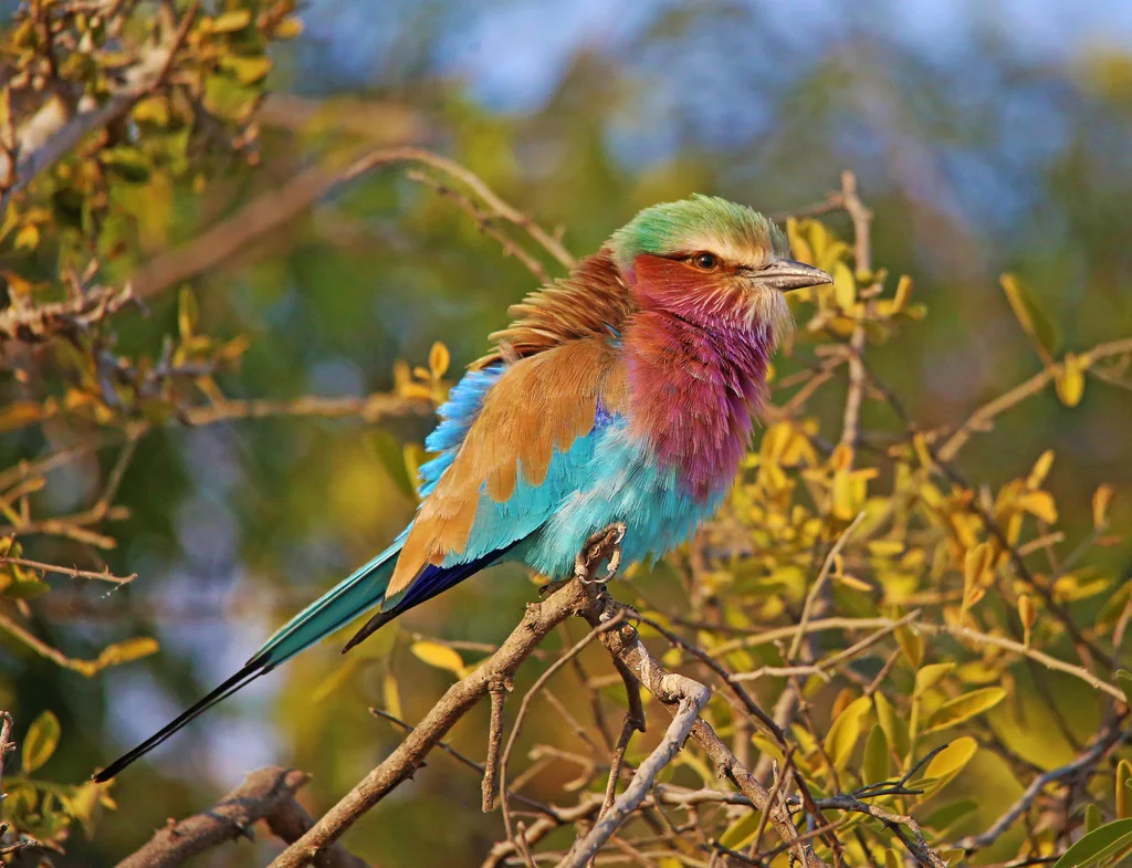 紫胸佛法僧（Coracias caudatus）
