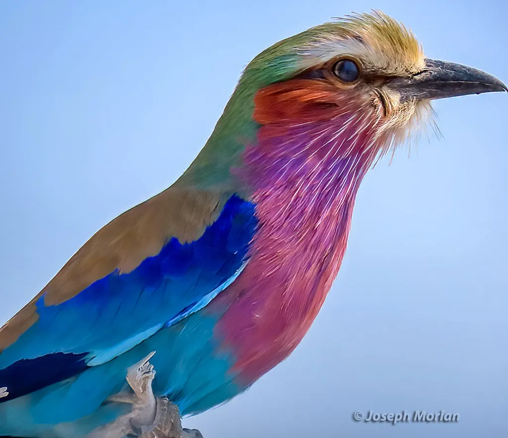 紫胸佛法僧（Coracias caudatus）