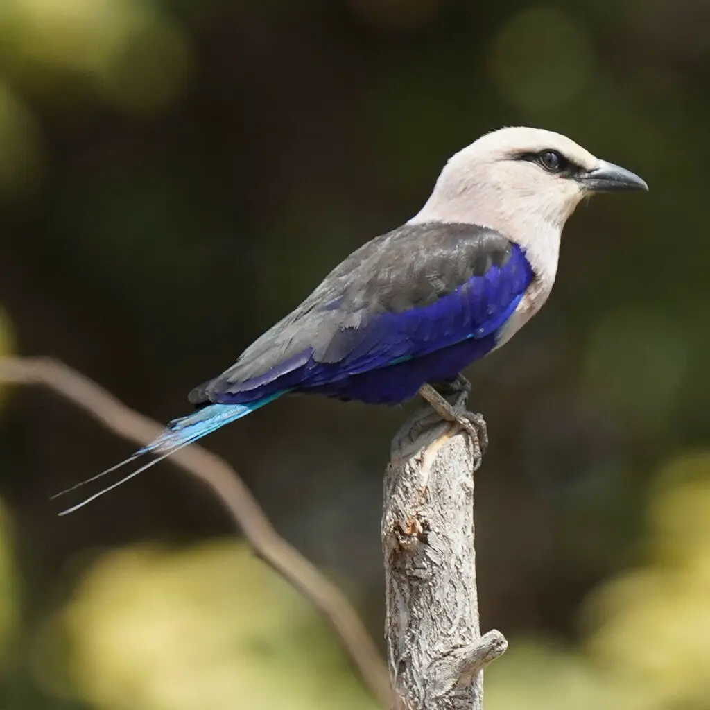 蓝腹佛法僧(Coracias cyanogaster)