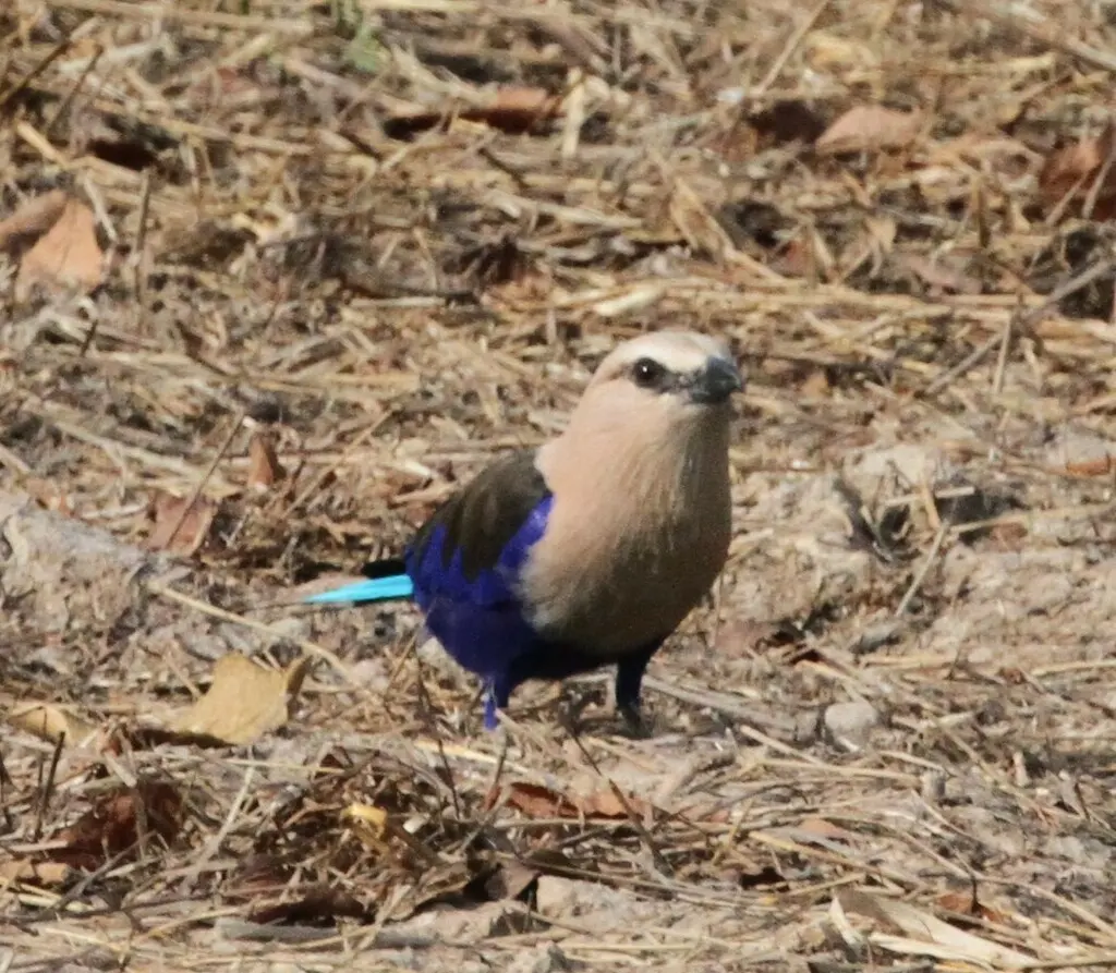 蓝腹佛法僧(Coracias cyanogaster)