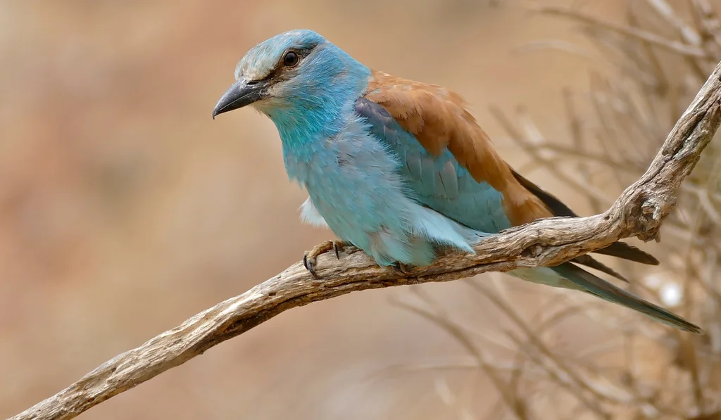 蓝胸佛法僧(Coracias garrulus)