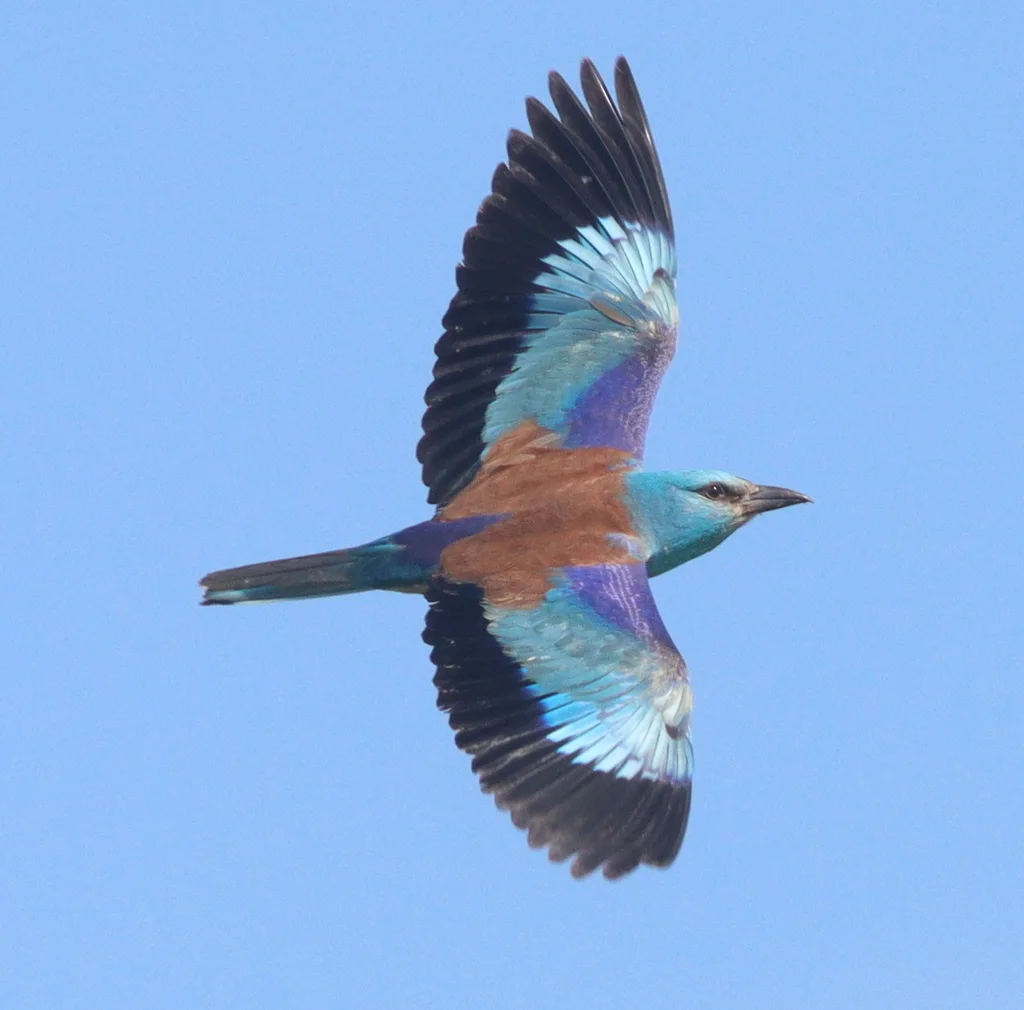 蓝胸佛法僧(Coracias garrulus)