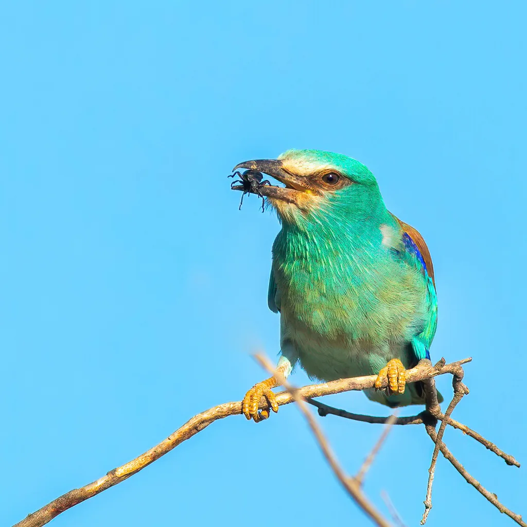 蓝胸佛法僧(Coracias garrulus)