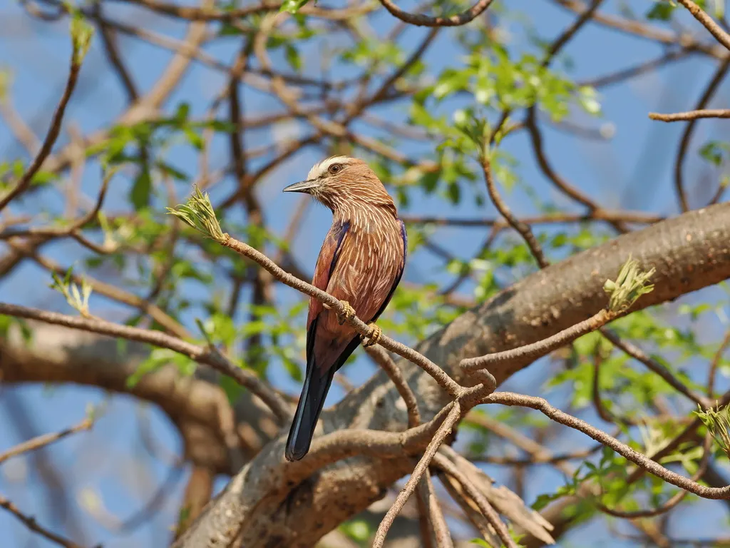 棕顶佛法僧(Coracias naevius)