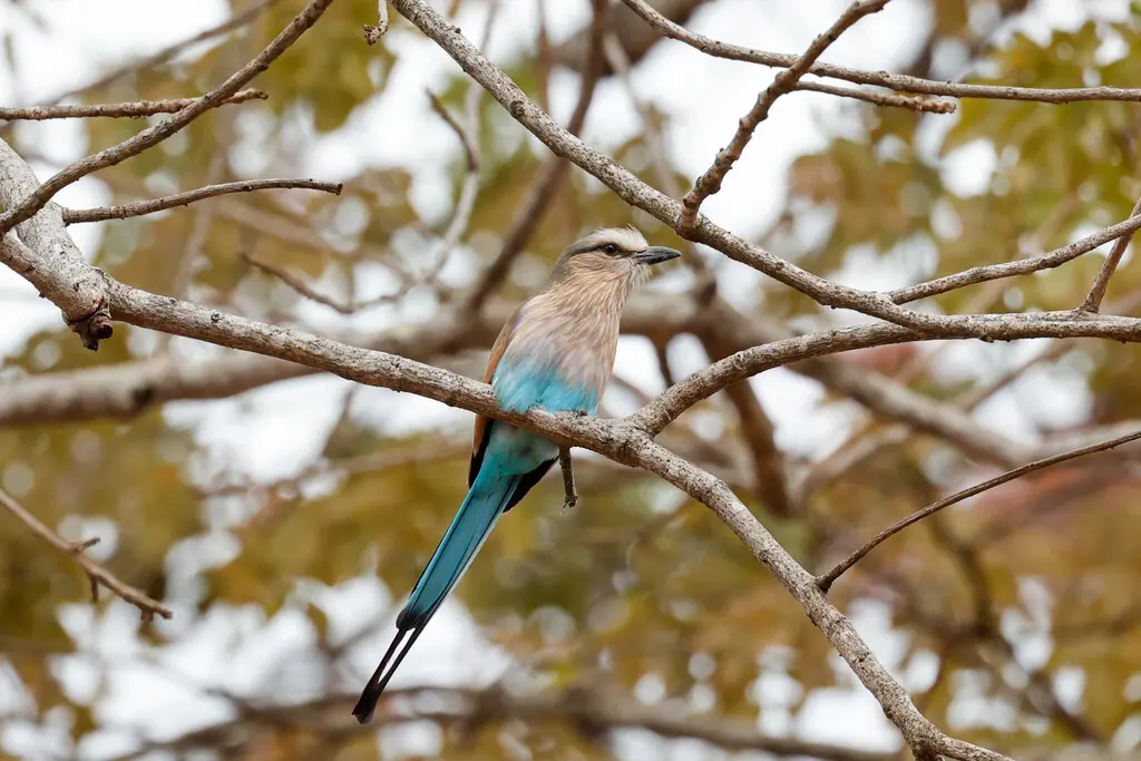 扇尾佛法僧(Coracias spatulatus)