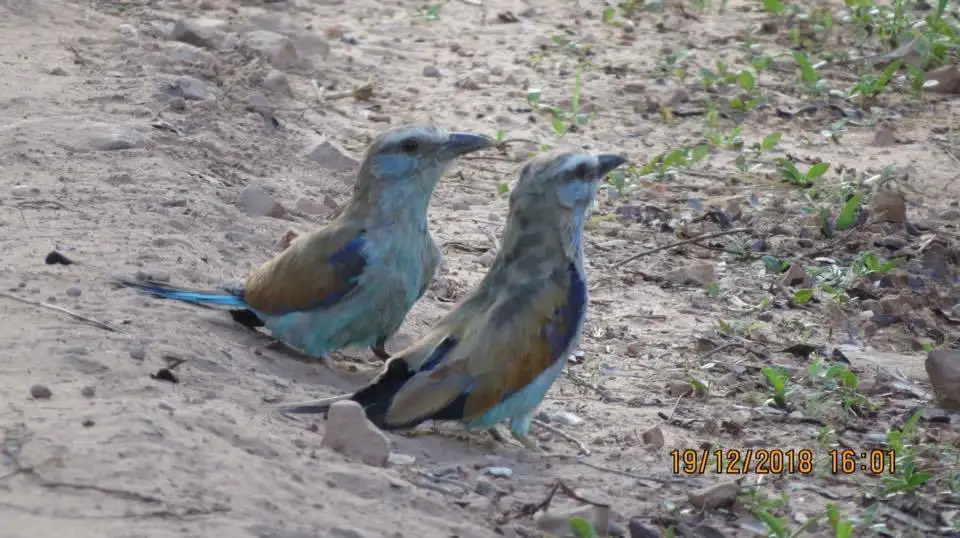 扇尾佛法僧(Coracias spatulatus)