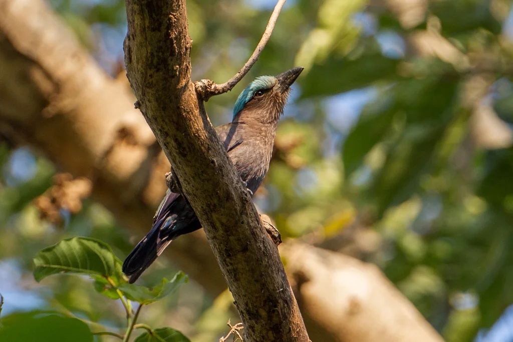 紫翅佛法僧(Coracias temminckii)