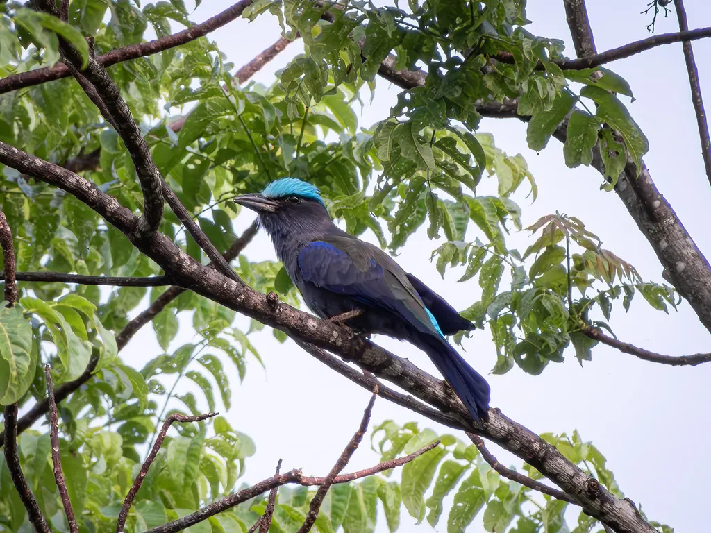 紫翅佛法僧(Coracias temminckii)