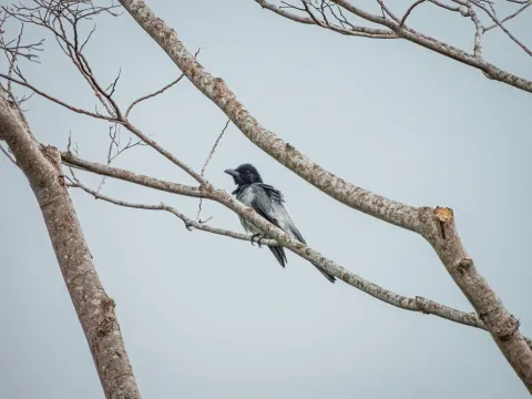 摩鹿加鹃鵙
