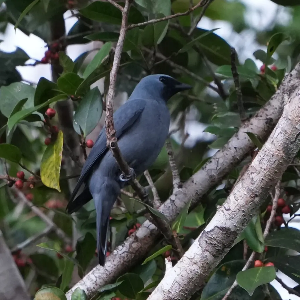 白眼先鹃鵙(Coracina boyeri)