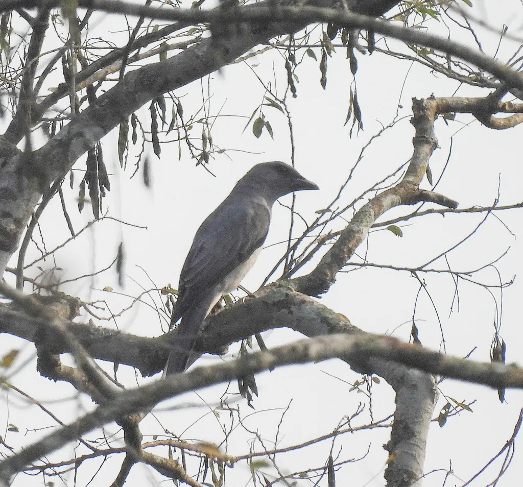 大鹃鵙(Coracina javensis)