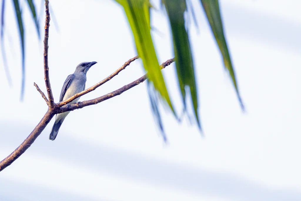 大鹃鵙(Coracina javensis)