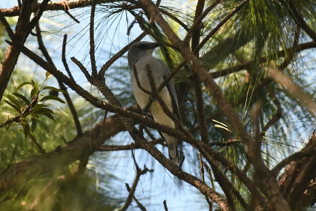 大鹃鵙(Coracina javensis)