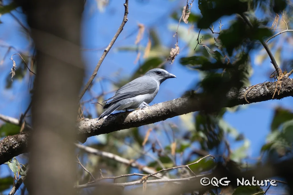 大鹃鵙(Coracina javensis)