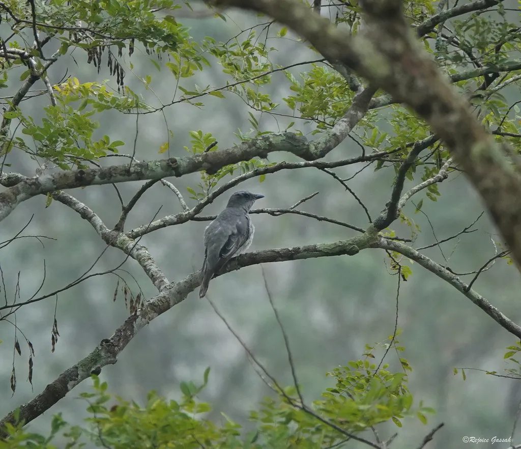 大鹃鵙(Coracina javensis)