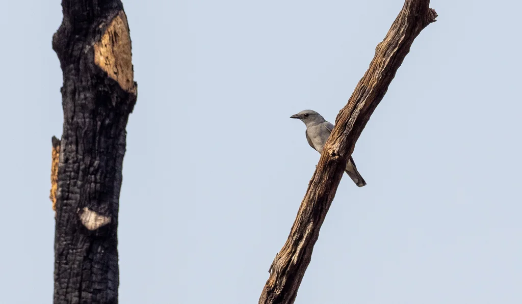 大鹃鵙(Coracina javensis)