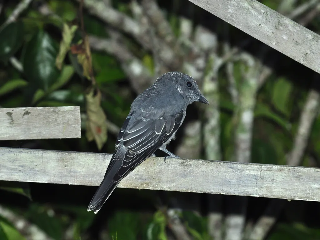 马来鹃鵙(Coracina larutensis)