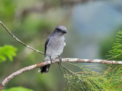 马来鹃鵙