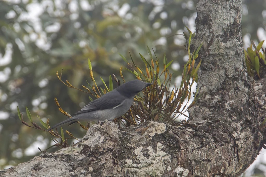 马来鹃鵙(Coracina larutensis)