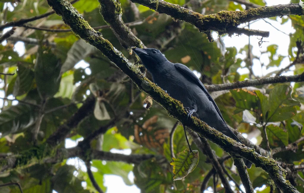 巽他鹃鵙(Coracina larvata)