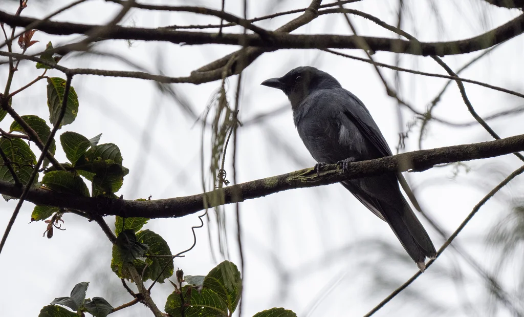巽他鹃鵙(Coracina larvata)