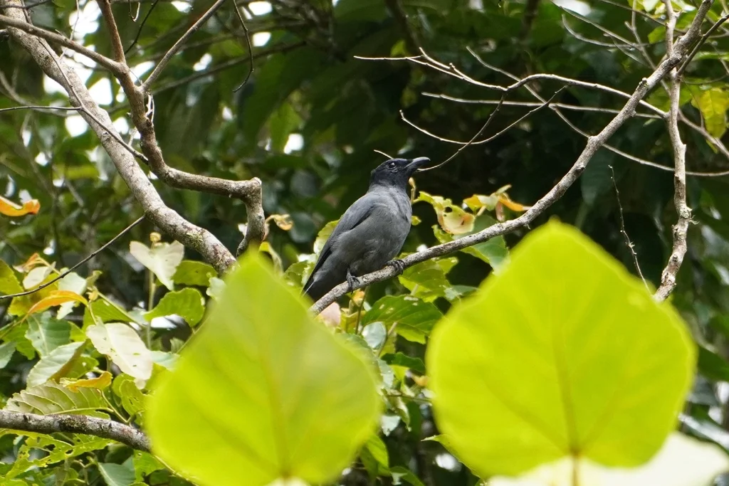 巽他鹃鵙(Coracina larvata)