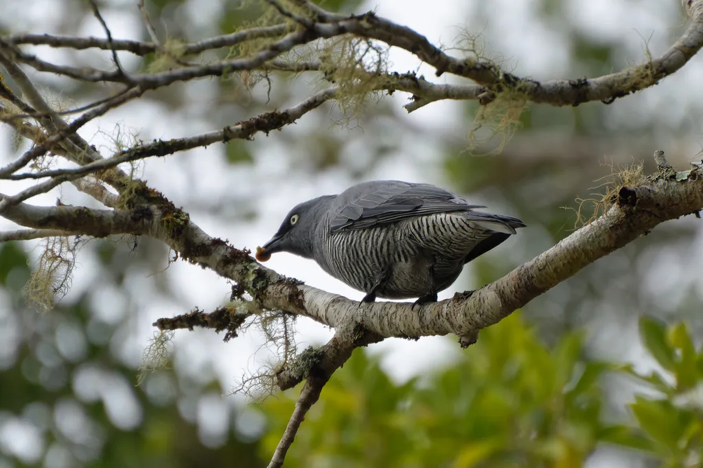 黄眼鹃鵙(Coracina lineata)