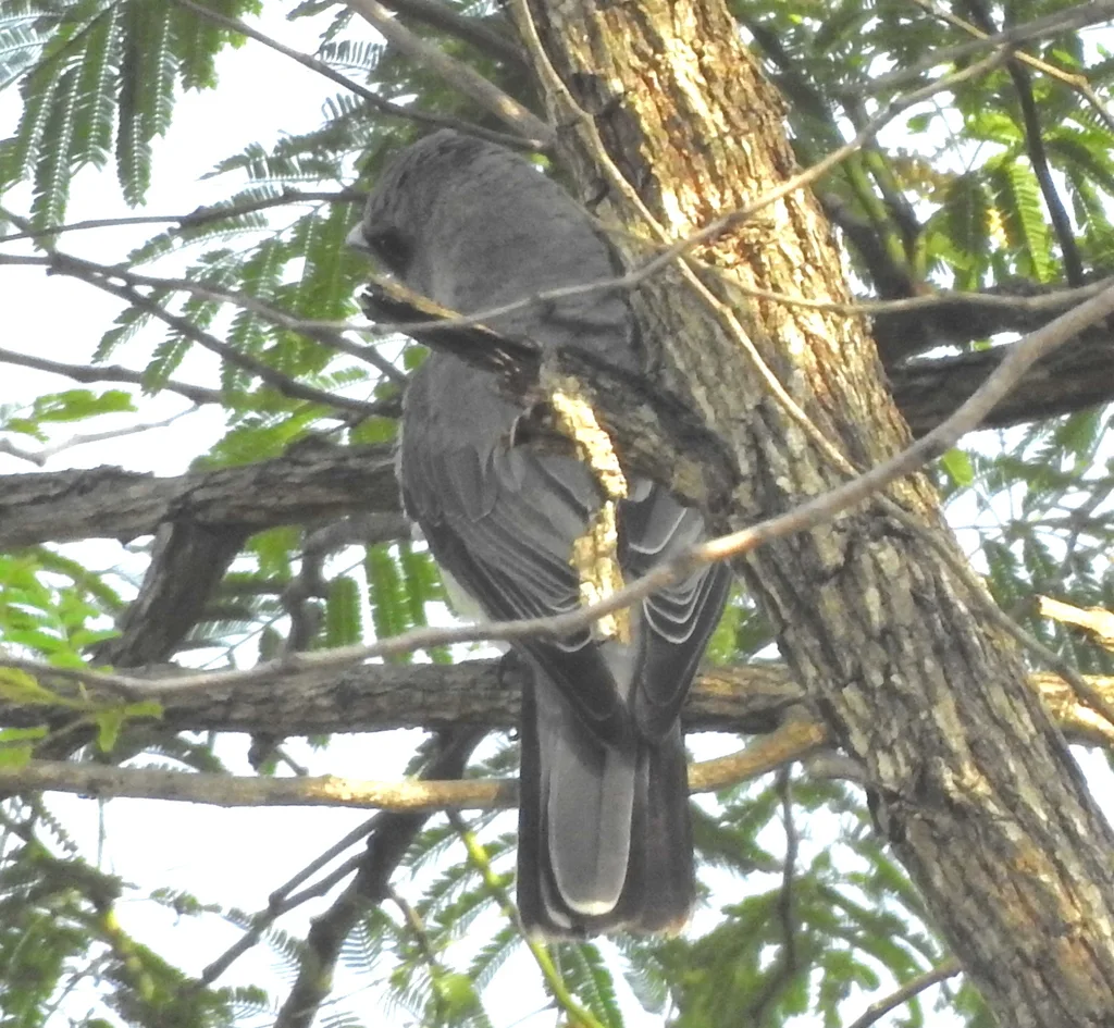 印度鹃鵙(Coracina macei)