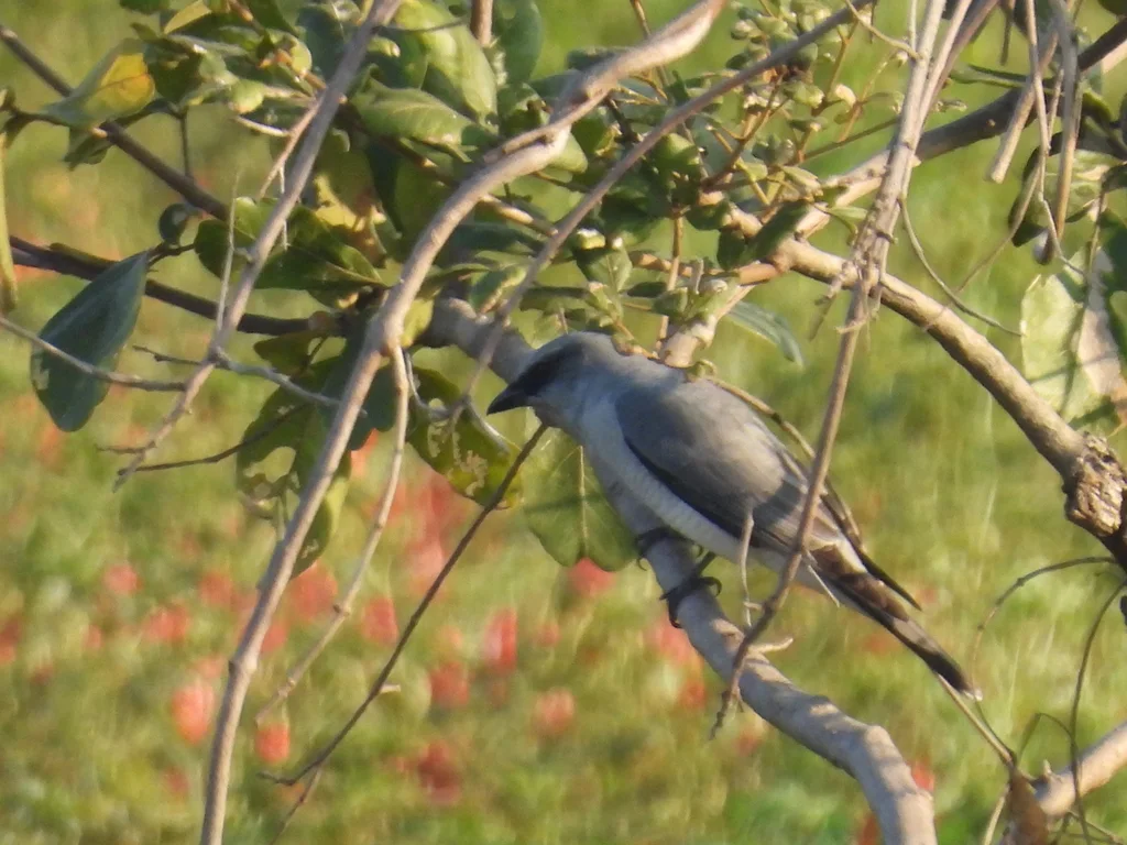 印度鹃鵙(Coracina macei)