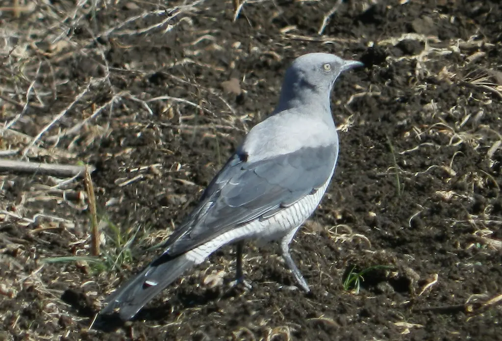 细嘴地鹃鵙(Coracina maxima)