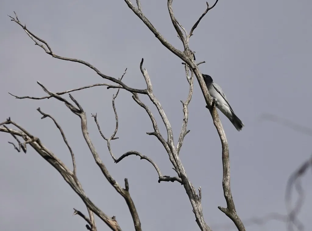 黑脸鹃鵙(Coracina novaehollandiae)