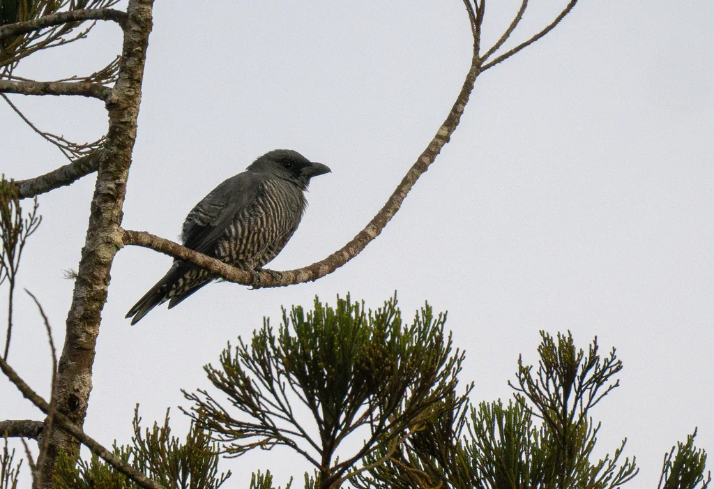 米岛鹃鵙(Coracina panayensis)