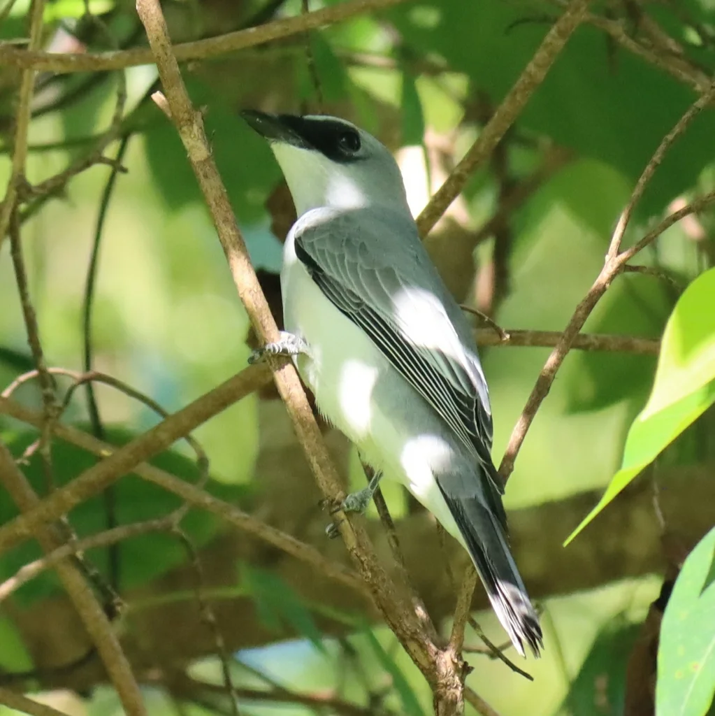 白腹鹃鵙(Coracina papuensis)