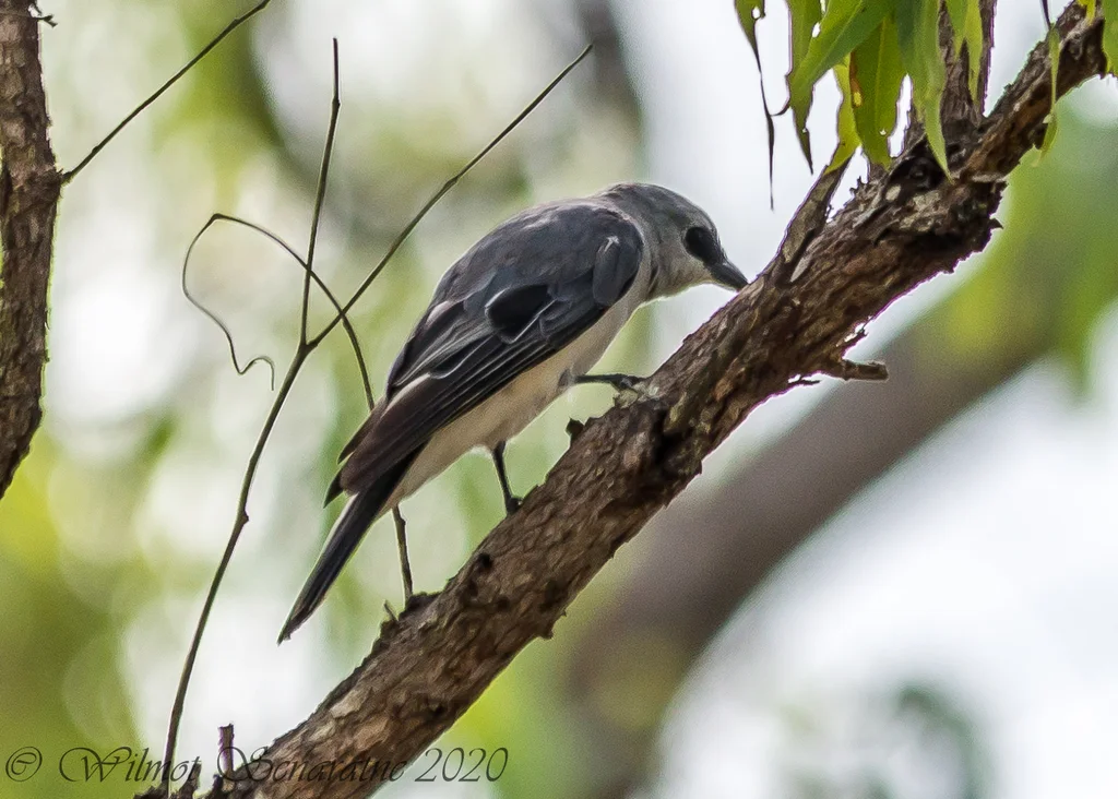 白腹鹃鵙(Coracina papuensis)