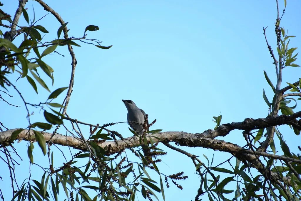 白腹鹃鵙(Coracina papuensis)