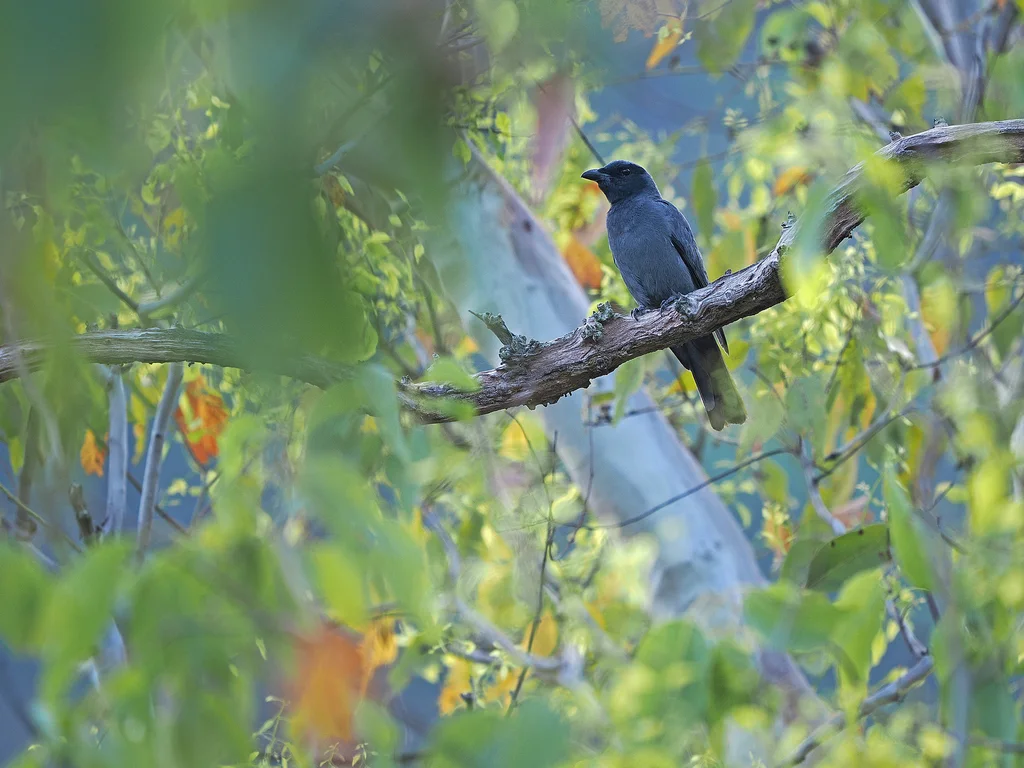 华莱士鹃鵙(Coracina personata)