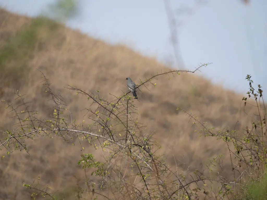 华莱士鹃鵙(Coracina personata)