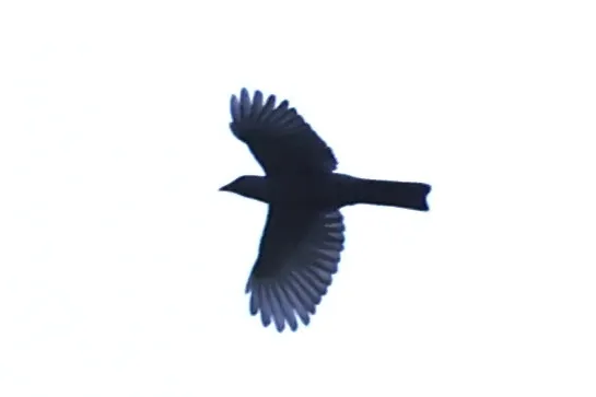 华莱士鹃鵙(Coracina personata)