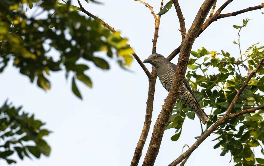 斑腹鹃鵙(Coracina striata)