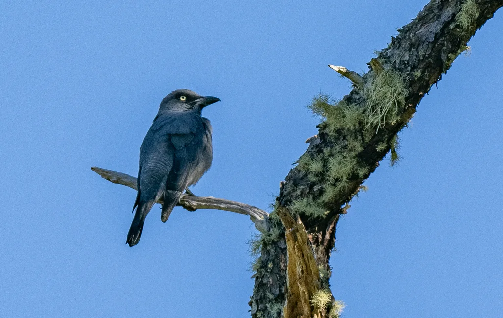 斑腹鹃鵙(Coracina striata)