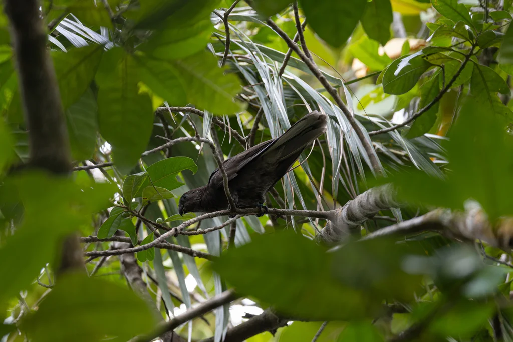 塞舌尔黑鹦鹉(Coracopsis barklyi)